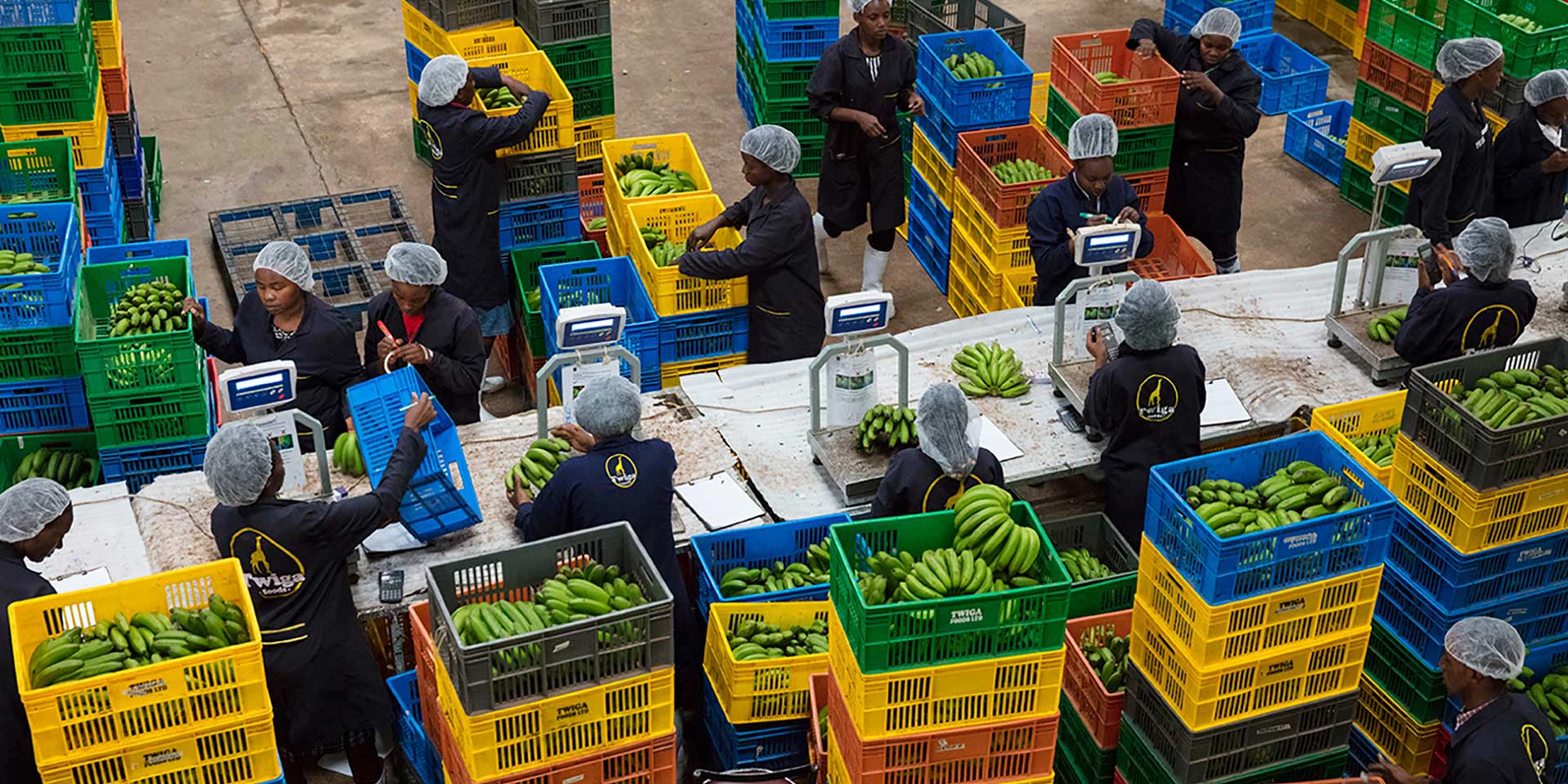 Employees of Twiga Food weigh and organize containers of bananas in the Twiga warehouse in Nairobi, Kenya on February 15, 2018. Photo © Dominic Chavez/International Finance Corporation      