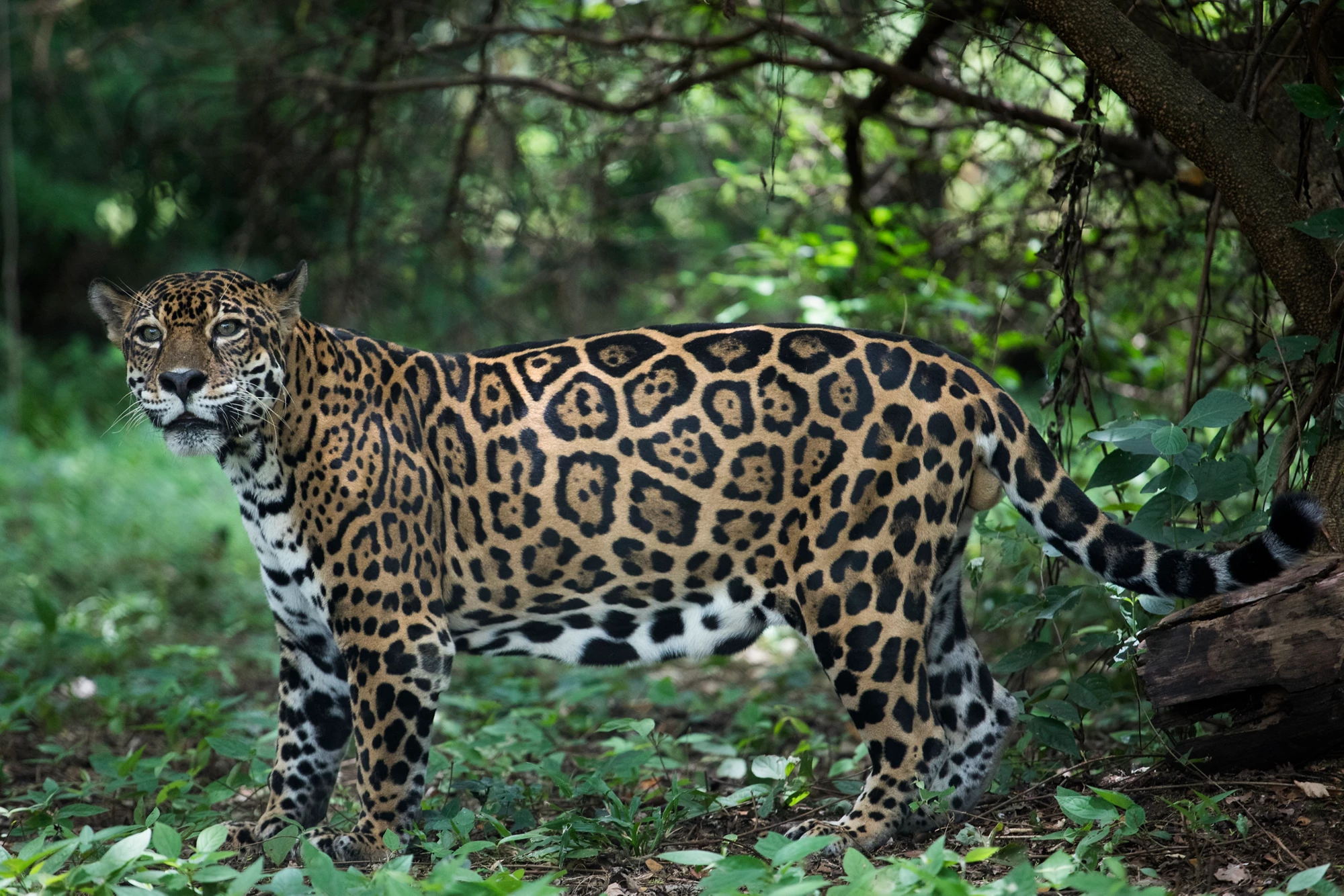 A jaguar at the Centro de Rescate Las Pumas in Canas, Costa Rica August 9, 2018. Photo © Dominic Chavez / International Finance Corporation                          