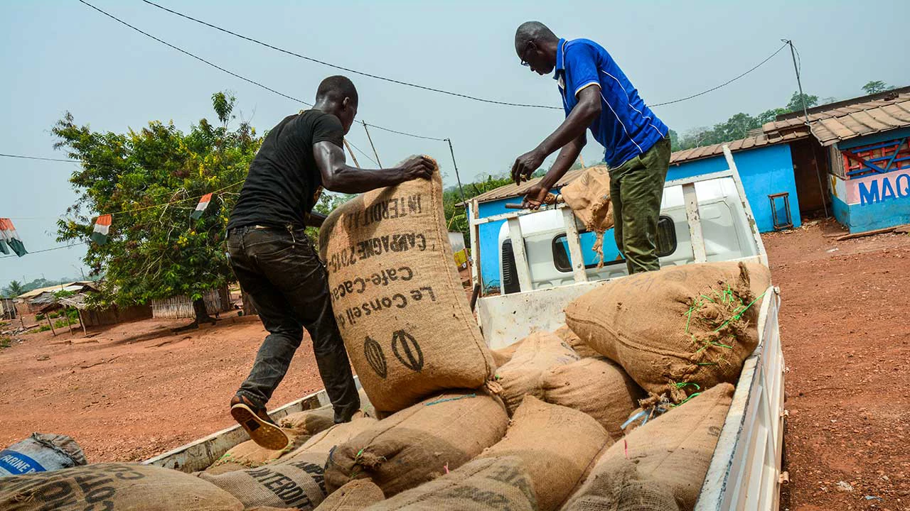 In Cote d’Ivoire, cocoa farmers benefit from new trucks to transport their beans to markets. 