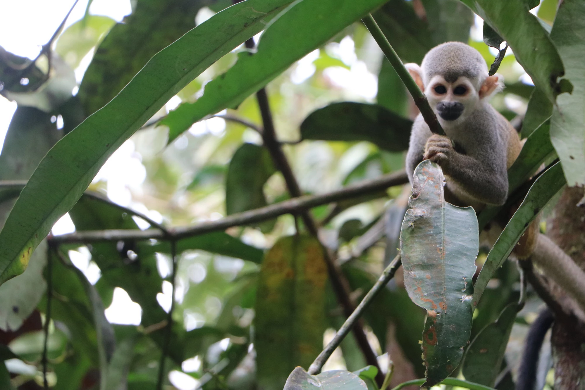 biodiversity in Colombia